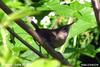 House Wren(Troglodytes aedon)