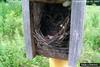 House Wren(Troglodytes aedon)