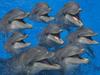 Bottlenose Dolphins