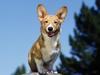 Grinning Corgi