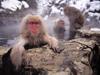 Japanese Macaques