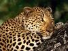 Male Leopard, Sabi Sabi Private Game Reserve, South Africa