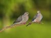 Pair of Mourning Doves