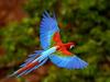 Red and Green Macaw in Flight, Brazil