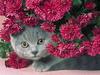 Short-Haired Persian Kitten