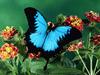 Ulysses Butterfly, Kuranda State Forest, Queensland, Australia