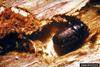 Spruce Beetle (Dendroctonus rufipennis)