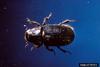 Spruce Beetle (Dendroctonus rufipennis)