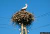 European White Stork (Ciconia ciconia)