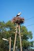 European White Stork (Ciconia ciconia)