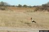 Saddle-billed Stork (Ephippiorhynchus senegalensis)