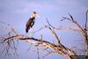 Marabou Stork (Leptoptilos crumeniferus)