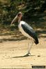 Marabou Stork (Leptoptilos crumeniferus)