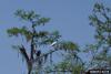 Wood Stork (Mycteria americana)