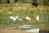 Yellow-billed Stork (Mycteria ibis)