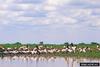 Jabiru (Jabiru mycteria)