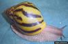 Giant Ghana Tiger Snail (Achatina achatina)