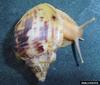 African Land Snail (Achatina albopicta)