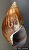 Giant East African Snail (Achatina fulica)