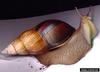 African Land Snail (Achatina glutinosa)