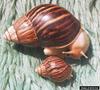 Pink-lipped Agate Snail (Achatina immaculata)