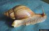 African Land Snail (Achatina panthera)