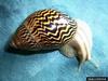 African Land Snail (Achatina varicosa)