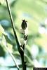 Pecan Spittlebug (Clastoptera achatina)