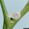 Pecan Spittlebug (Clastoptera achatina)