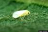 Silverleaf Whitefly (Bemisia argentifolii)