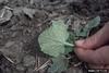 Silverleaf Whitefly (Bemisia argentifolii)