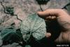 Silverleaf Whitefly (Bemisia argentifolii)