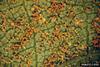 Sweetpotato Whitefly eggs (Bemisia tabaci)