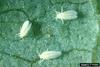 Sweetpotato Whitefly (Bemisia tabaci)