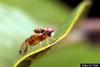 Mediterranean Fruit Fly (Ceratitis capitata)