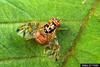 Mediterranean Fruit Fly (Ceratitis capitata)