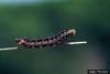 Buckeye Butterfly caterpillar (Junonia coenia)