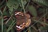 Buckeye Butterfly (Junonia coenia)