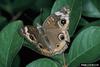 Buckeye Butterfly (Junonia coenia)