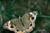 Buckeye Butterfly (Junonia coenia)