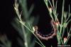 Buckeye Butterfly caterpillar (Junonia coenia)