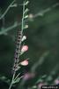 Buckeye Butterfly caterpillar (Junonia coenia)