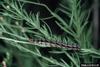 Buckeye Butterfly caterpillar (Junonia coenia)