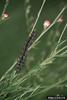 Buckeye Butterfly caterpillar (Junonia coenia)