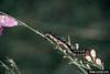 Buckeye Butterfly caterpillar (Junonia coenia)