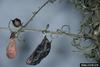 Buckeye Butterfly cocoon (Junonia coenia)