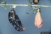 Buckeye Butterfly cocoon (Junonia coenia)