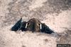 Buckeye Butterfly (Junonia coenia)