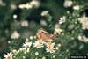 Buckeye Butterfly (Junonia coenia)