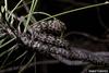 Pandora Moth caterpillar (Coloradia pandora)